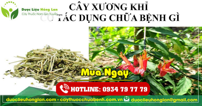 Công dụng chính của cây bìm bịp