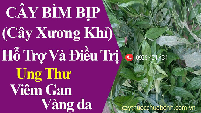 Công dụng chính của cây bìm bịp