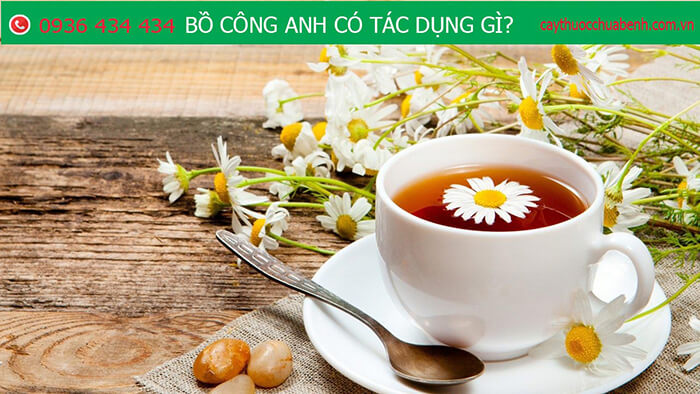 Tác dụng của cây bồ công anh