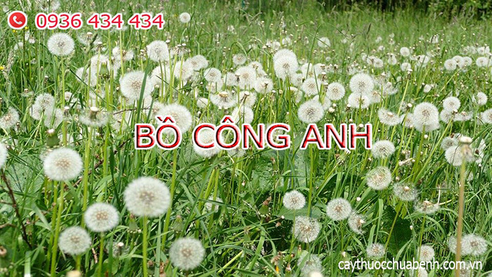 bồ công anh