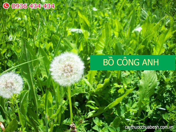 cây bồ công anh