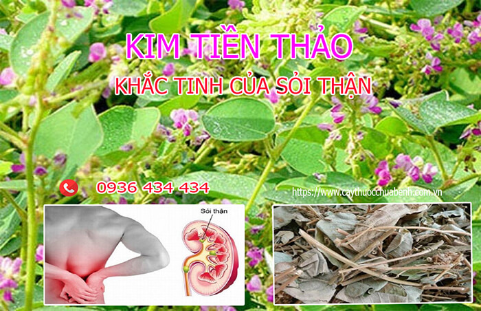 Bán sỉ và lẻ cây Kim Tiền Thảo khô