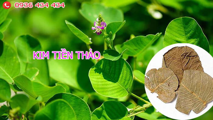 cây kim tiền thảo