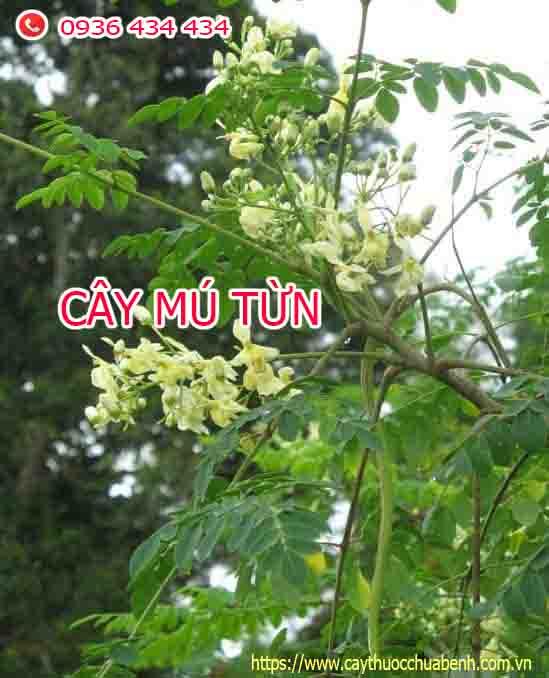 MUA BÁN SỈ VÀ LẺ RỄ CÂY MÚ TỪN KHÔ GIÁ TỪ 69.000Đ/KG TÁC DỤNG CỦ MÚ MỪN ĐẶC TRỊ YẾU SINH LÝ VÀ LIỆT DƯƠNG, ĐỊA CHỈ BÁN, GIÁ BÁN?