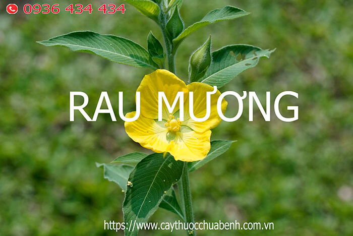 CÂY RAU MƯƠNG 