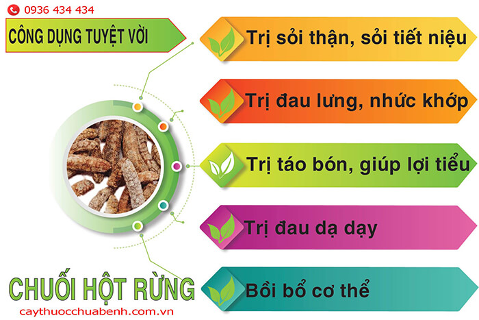 Công dụng chữa bệnh của cây chuối hột rừng