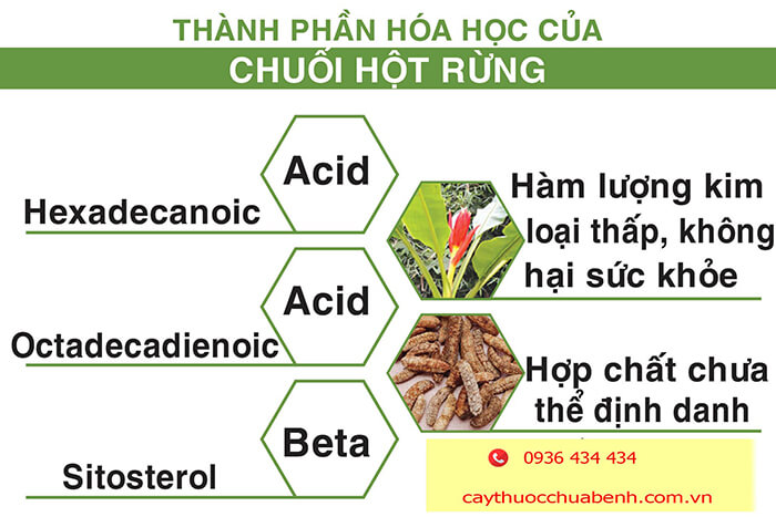 THÀNH PHẦN HÓA HỌC CỦA CHUỐI HỘT RỪNG