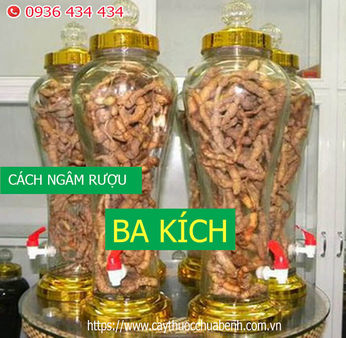 Cách ngâm rượu ba kích