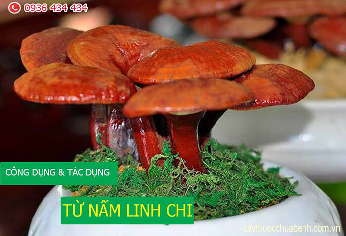 Nấm linh chi có tác dụng gì?