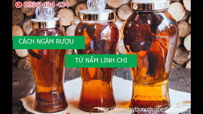 Cách sử dụng nấm linh chi?