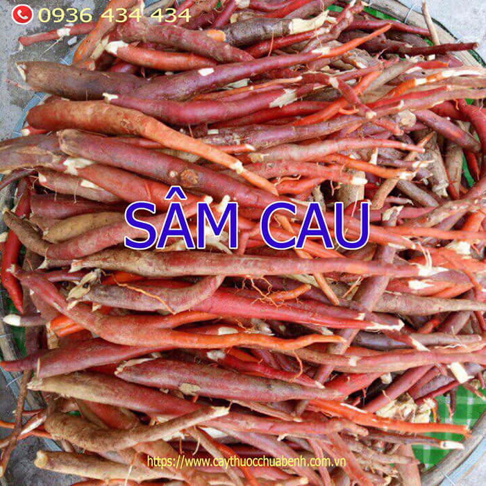 sử dụng sâm cau như thế nào