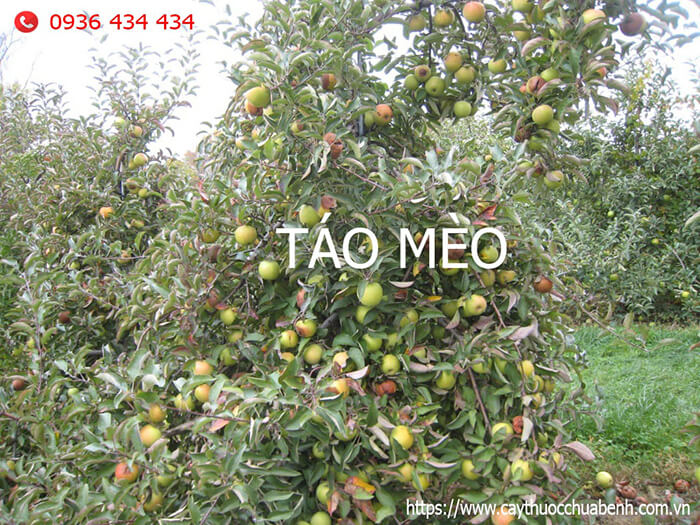 rượu táo mèo (Sơn Trà)