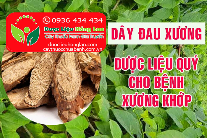 DAY_DAU_XUONG_KHOAN_CAN_DANG_KHO_DUOC_LIEU_HONG_LAN