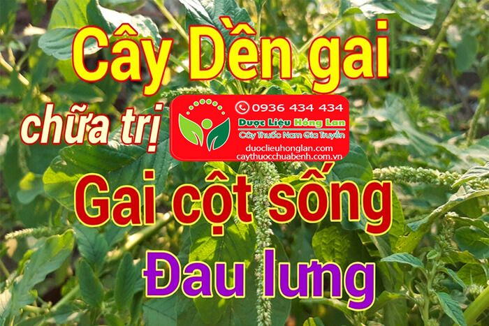 DEN-GAI-CHUA-DAU-COT-SONG-VA-DAU-LUNG-CTY-DUOC-LIEU-HONG-LAN