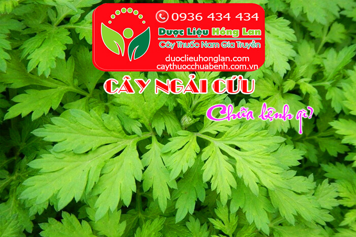 Cây ngải Cứu