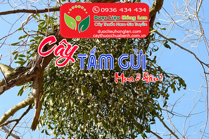 CAY-TAM-GUI-MUA-O-DAU-CTY-DUOC-LIEU-HONG-LAN