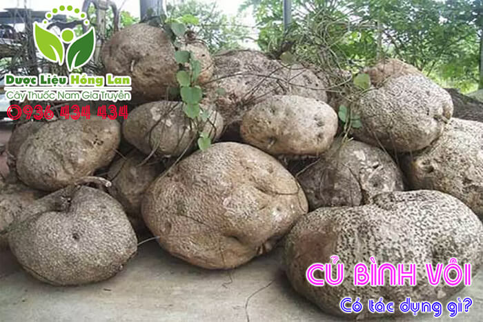 CU-BINH-VOI-CO-TAC-DUNG-GI-CTY-DUOC-LIEU-HONG-LAN