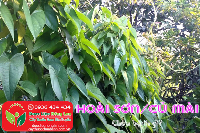 HOAI-SON-CU-MAI-CHUA-BENH-GI-CTY-DUOC-LIEU-HONG-LAN