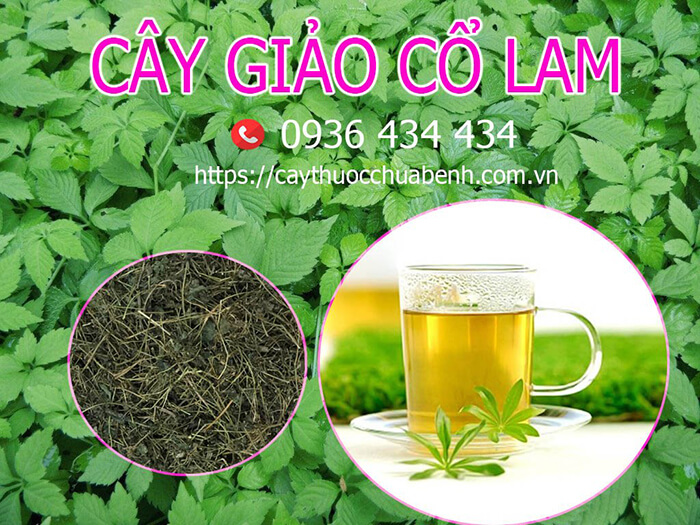 Mua bán Cây Giảo Cổ Lam