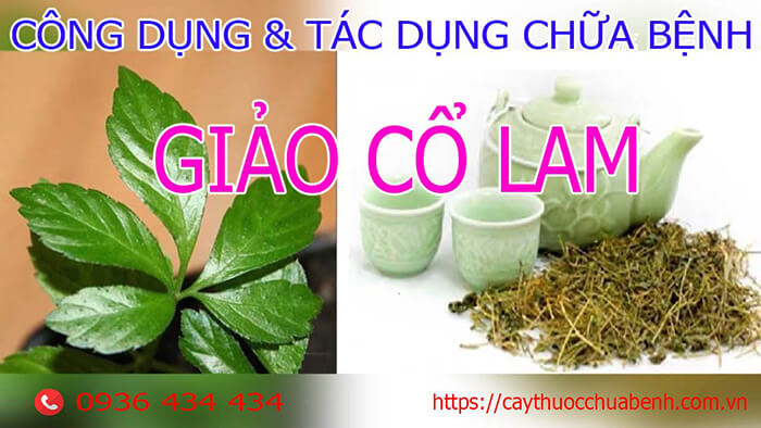 Công dụng và tác dụng chữa bệnh của Giảo Cổ Lam