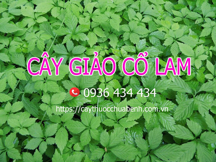 1 CÂY GIẢO CỔ LAM 5 CÁNH