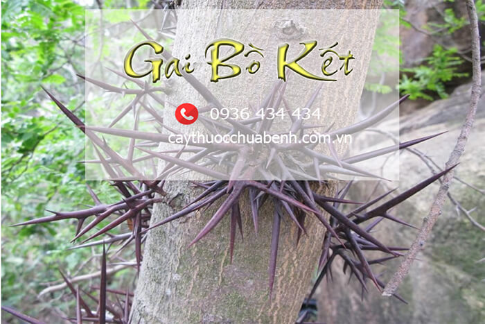 GAI_BO_KET