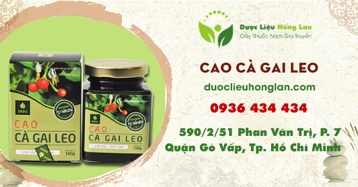 cao-thuoc-ca-gai-leo-duoclieuhonglan