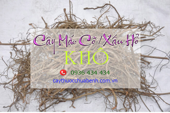 Cây Mắc Cỡ (Cây Xấu Hổ) khô