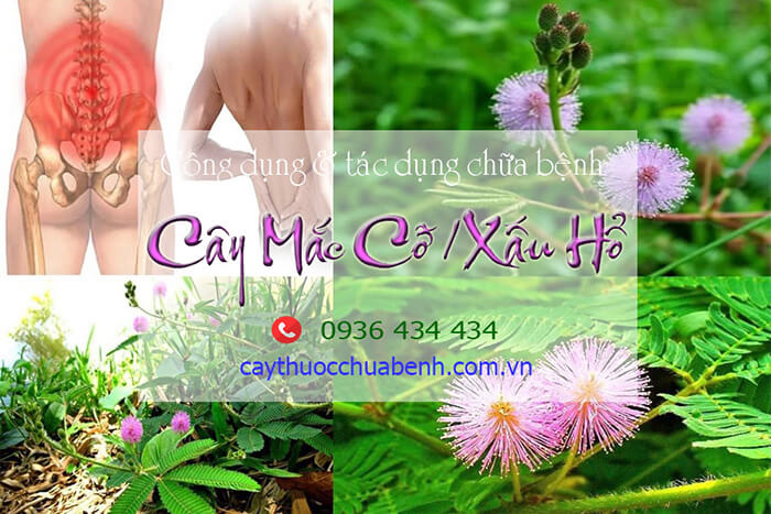 Cây Xấu Hổ