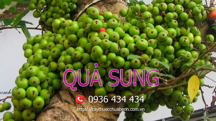 01 Quả Sung tươi 1