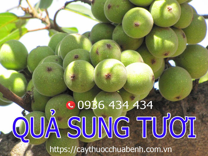 Công dụng và tác dụng của quả sung