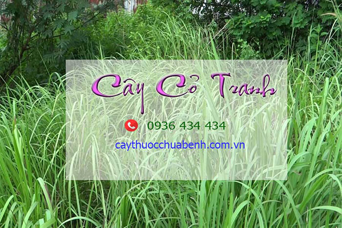 mua ban re cay co tranh kho