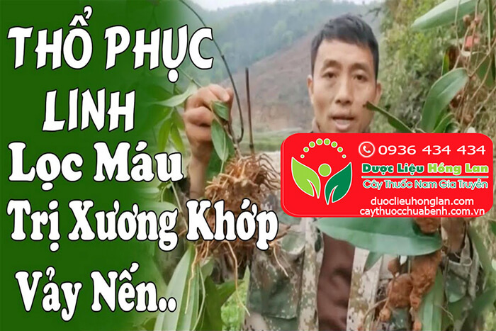 CONG_DUNG_TAC_DUNG_CHUA_BENH_THO_PHUC_LINH_KHO_DUOC_LIEU_HONG_LAN