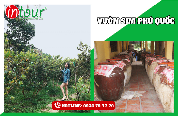 Vườn Sim Cơ Sở Sản Xuất Rượu Sim Phú Quốc