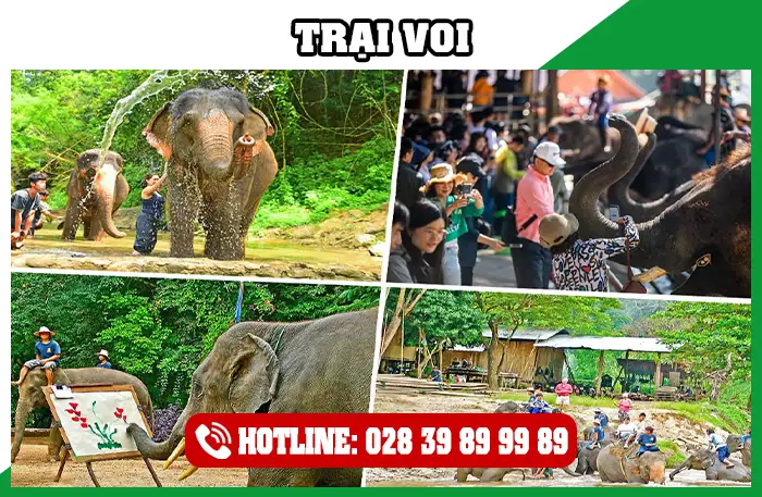 Trại Voi Chiang Mai Thái Lan