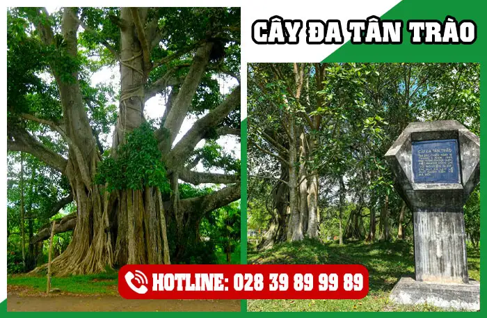 Di Tích Lịch Sử Cây Đa Tân Trào Tuyên Quang