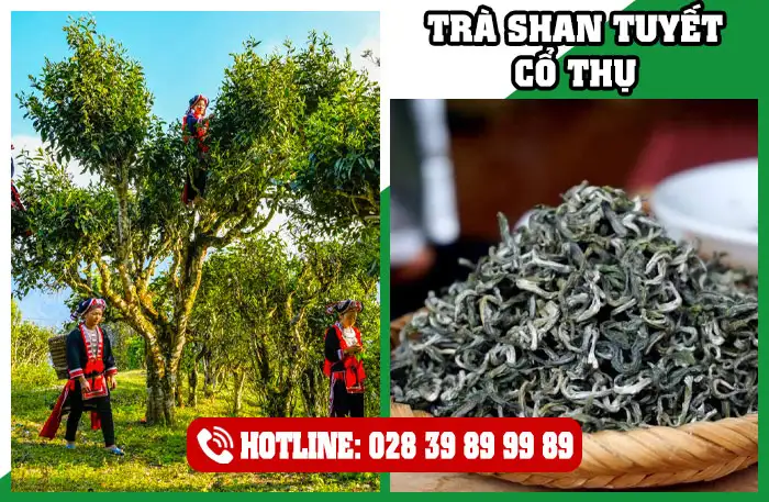 Trà Shan Tuyết Cổ Thụ Tây Côn Lĩnh Hà Giang