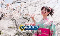 Tour Du Lịch Hàn Quốc Ngắm Hoa Anh Đào 4 Ngày 4 Đêm