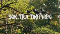 Sơn Trà Tịnh Viên Đà Nẵng Có Gì? Khu Bảo Tồn Tre Trúc Yên Bình Trên Bán Đảo Sơn Trà