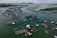 Làng Bè Long Sơn Vũng Tàu: Kinh Nghiệm Du Lịch A-Z & Top 5 Làng Bè Ngon Nhất