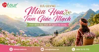 Hà Giang Mùa Hoa Tam Giác Mạch Vào Tháng Mấy Đẹp Nhất?