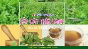 Mua Bán sỉ và lẻ Cây Dây Thìa Canh khô giá từ 55.000đ/kg chữa bệnh tiểu đường
