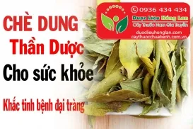Mua bán sỉ & lẻ Chè Dung giá từ 56.000đ/kg uy tín tại Tp.HCM, Công dụng và tác dụng, Địa chỉ bán, giá bán, mua ở đâu?