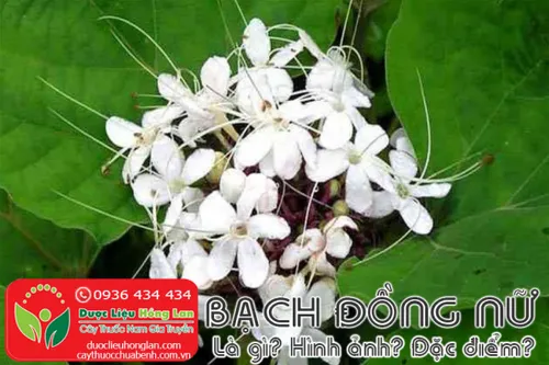 Cây bạch Đồng Nữ (mò hoa trắng) là gì?, Giá bán sỉ 60.000đ & lẻ? Địa chỉ bán?, Công dụng tác dụng?, Cách dùng liều dùng?, Hình ảnh?