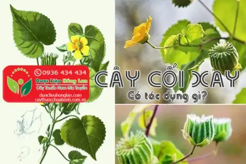 Cây cối xay là gì?, Giá bán sỉ 75.000đ & lẻ? Địa chỉ bán?, Công dụng tác dụng?, Cách dùng liều dùng?, Hình ảnh?