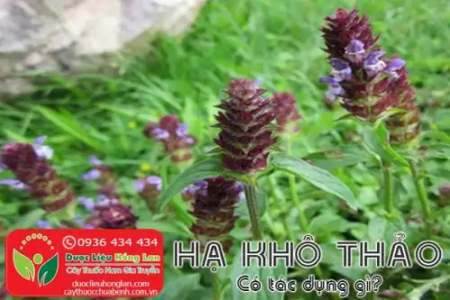 Hạ khô thảo là gì?, Giá bán sỉ 185.000đ & lẻ? Địa chỉ bán?, Công dụng tác dụng?, Cách dùng liều dùng?, Hình ảnh?