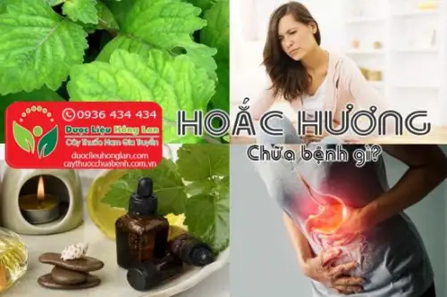 Cây Hoắc Hương là gì?, Giá bán sỉ 75.000đ & lẻ? Địa chỉ bán?, Công dụng tác dụng?, Cách dùng liều dùng?, Hình ảnh?