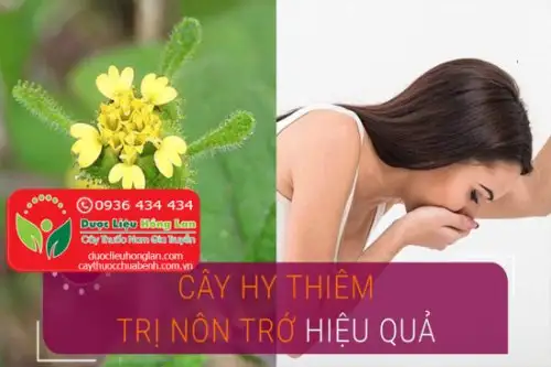 Cây hy thiêm thảo là gì?, Giá bán sỉ 55.000đ & lẻ? Địa chỉ bán?, Công dụng tác dụng?, Cách dùng liều dùng?, Hình ảnh?
