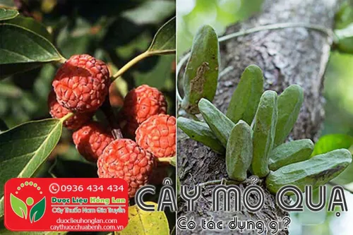 Cây mỏ quạ là gì?, Giá bán sỉ 135.000đ & lẻ? Địa chỉ bán?, Công dụng tác dụng?, Cách dùng liều dùng?, Hình ảnh?