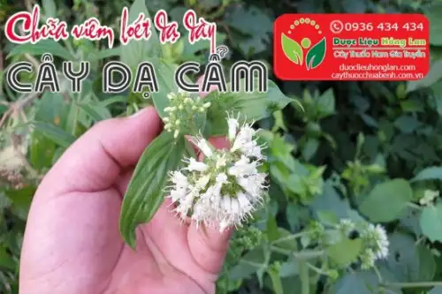 Cây dạ cẩm là gì?, Giá bán sỉ 75.000đ & lẻ? Địa chỉ bán?, Công dụng tác dụng?, Cách dùng liều dùng?, Hình ảnh?